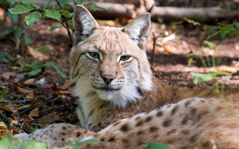Nahaufnahme Luchs