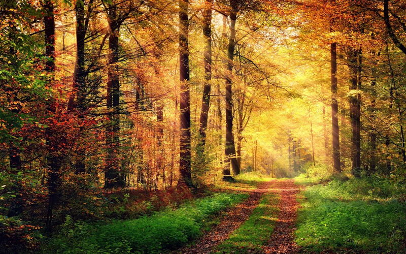 Waldweg im Herbst