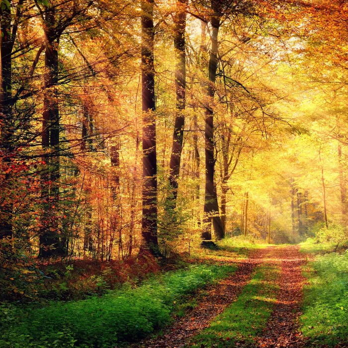 Waldweg im Herbst