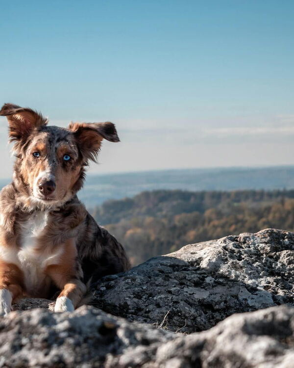 Hund auf einem Felsen mit Natur im Hintergrund