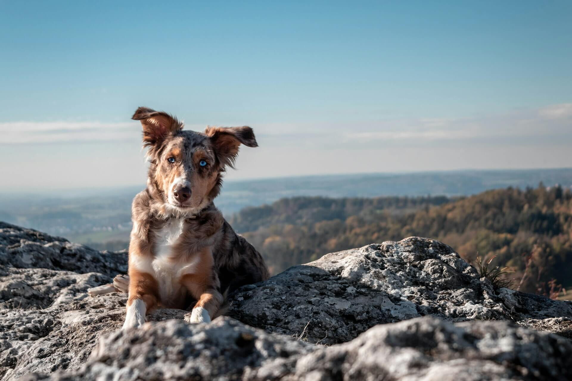 Hund auf einem Felsen mit Natur im Hintergrund